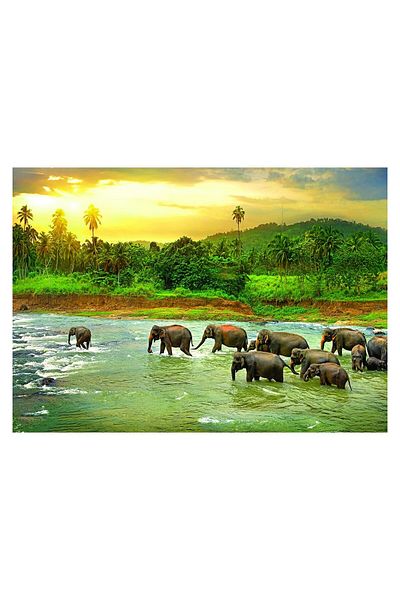 Eurographics Puzzle Eurographics - Save the Planet!Animal Kingdom, 1000 pieces