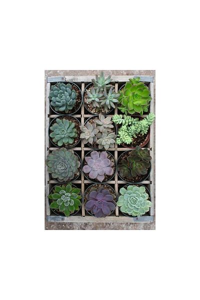 RAVENSBURGER Puzzle Ravensburger - Green, 300 Piese