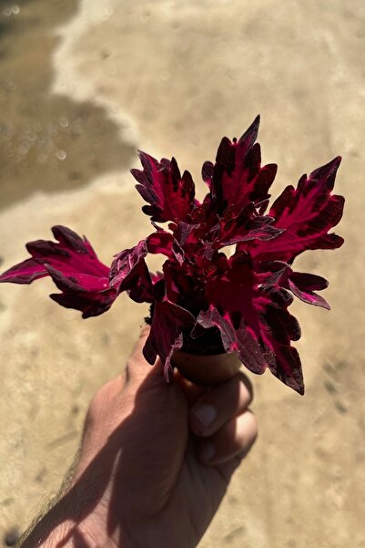 Bitkim Sende Bodur Yaprak güzeli yaprağı güzel çiçeği (kolyos) minik 5-10cm