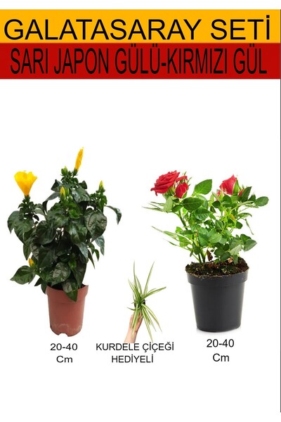 Gardenbox 2'Li Set Sarı Japon Gülü+Kırmızı Gül Fidanı+Hediyelik Kurdele Çiçeği
