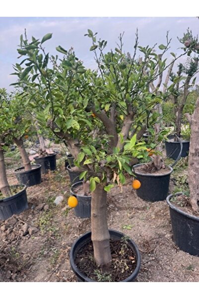 ASES SAKSIDA 15 YAŞ YETİŞKİN MAYER LİMON AĞACI BOY 170 CM+