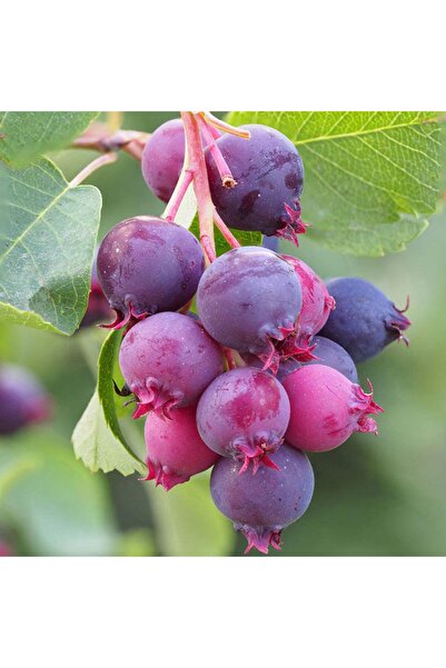 ASES 3 Yaş Tüplü Saskatoon Berry Northline 80-100 cm