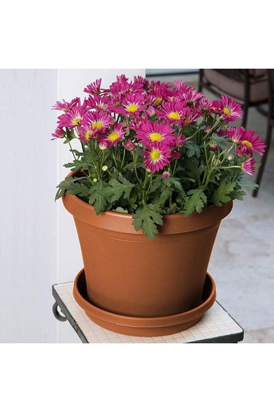 Generic Bloem Weather Resistant Plastic Planter Saucer Tray Terracotta 8inch 20-51008C
