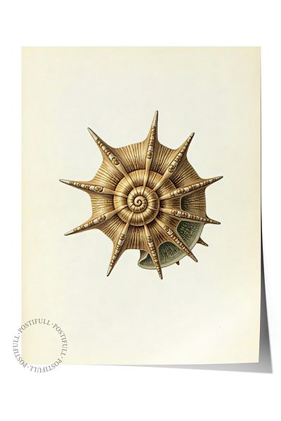 Postifull Frameless Wall Poster, Seashell, Illustration, Brown Color Poster, 2025 Summer Selection, No:1