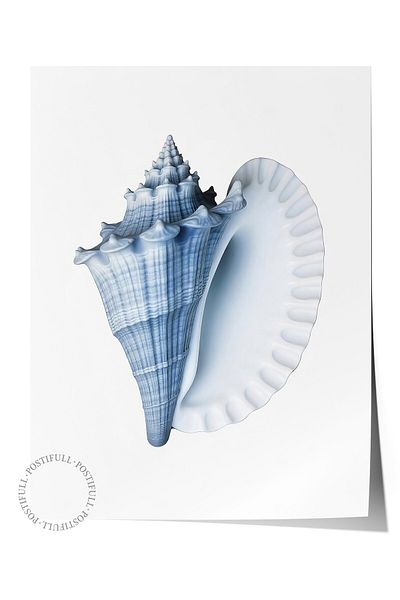 Postifull Frameless Wall Poster, Blue Seashell, Illustration, Blue Color Poster, 2025 Summer Selection, No:10