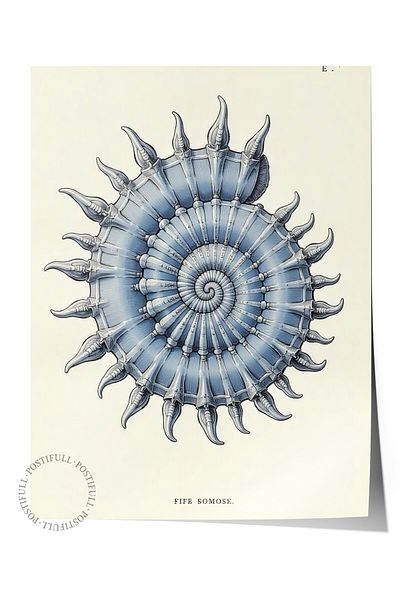 Postifull Frameless Wall Poster, Seashell, Illustration, Blue Color Poster, 2025 Summer Selection, No:109574