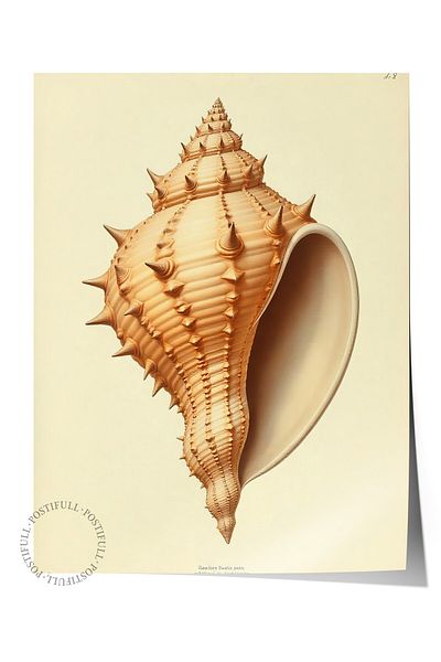 Postifull Frameless Wall Poster, Seashell, Illustration, Brown Color Poster, 2025 Summer Selection, No:1