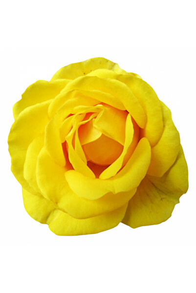 INOVATIX Set de 8 piese, autocolant Trandafirul geloziei, INOVATIX®. 6 cm