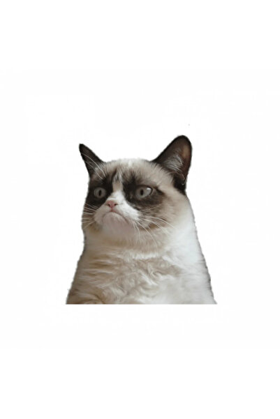 INOVATIX Σετ 8 τεμαχίων, αυτοκόλλητο meme με την γκρινιάρα γάτα, INOVATIX®. 6...