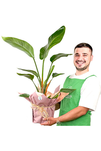 Fidanburada Starliçe (STRELİTZİA) Hediye Paketli