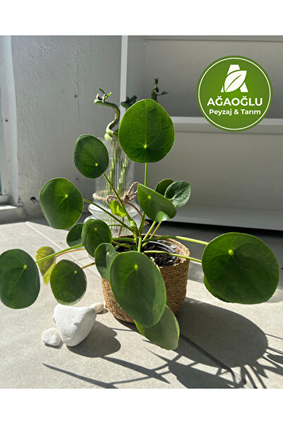 Ağaoğlu Pilea Peperomioides – Çin Para Çiçeği – Kolay Bakımlı Dekoratif Salon Bitkisi