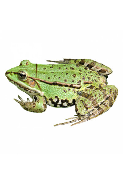 INOVATIX Set de 8 piese, autocolant Doppio Frog Meme, INOVATIX®. 6 cm