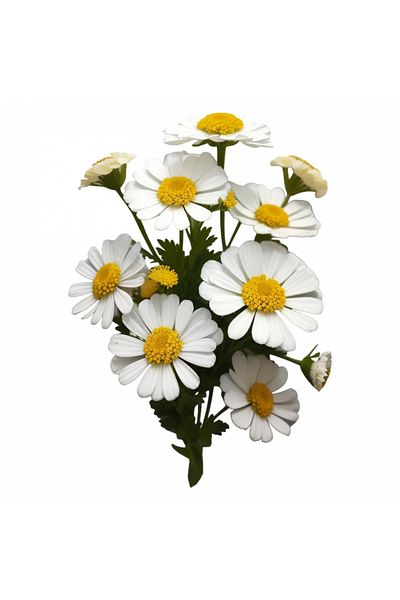 INOVATIX Set de 8 bucăți, autocolant Flori de Spilkuta, INOVATIX®. 6 cm
