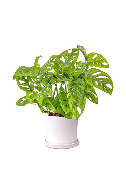Fidanburada Deve Tabanı Mini (Monstera Monkey Mask) Ruby Beyaz Saksılı