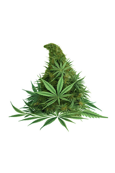 INOVATIX Set de 8 bucăți, autocolant cu tufiș de canabis, INOVATIX®. 6 cm