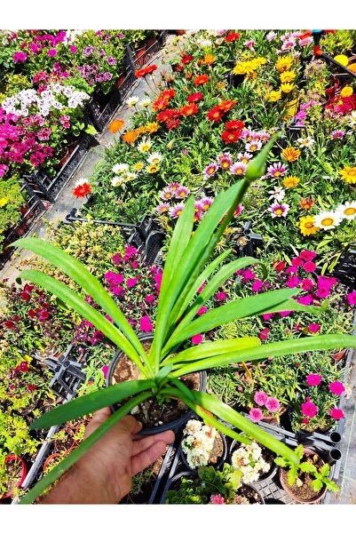 Zambak Botanik Afrika Zambağı (African Lily) - Beyaz ve Kokulu Bahçe Çiçeği