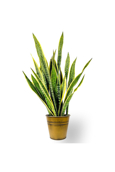 Fidanburada Paşa Kılıcı (Sansevieria Laurentii) Gold Metal Saksılı