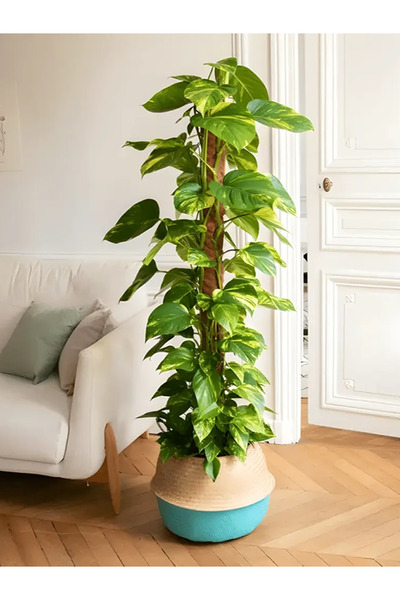 Yades Büyük Boy Pothos Salon Sarmaşığı Patos Sarmaşığı 100 - 120Cm