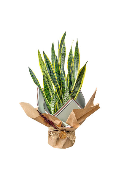 Fidanburada Paşa Kılıcı (Sansevieria Laurentii) Hediye Paketli