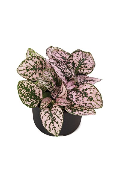 Stewardess Flower Seedling 10 Pieces Hypoestes Pink