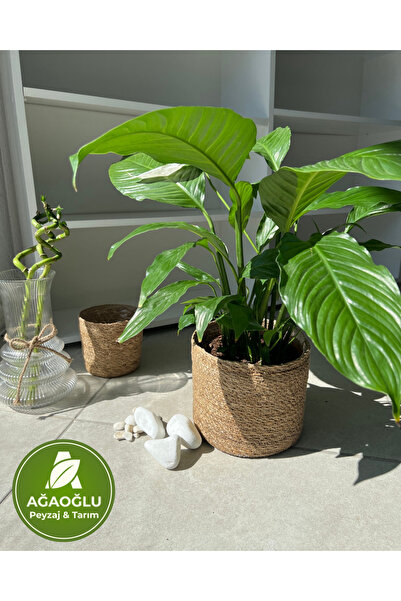 Ağaoğlu Barış Çiçeği – Spathiphyllum – Hava Temizleyici, Çiçek Açan İç Mekan Salon Bitkisi