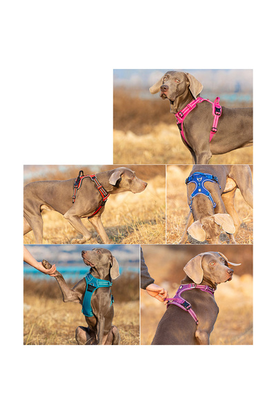 True Love Alüminyum D-halkalı, Ergonomik, Mor Göğüs Tasması