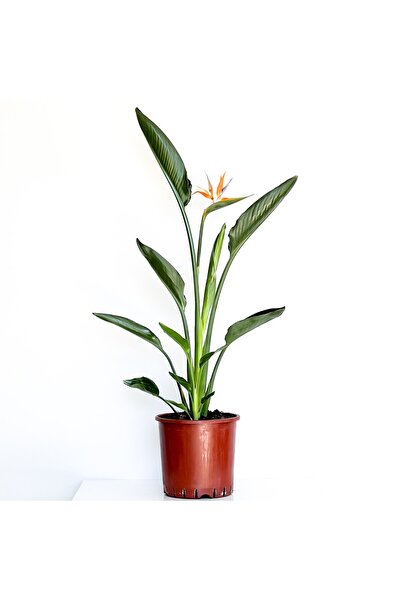 Fidanburada Starliçe Cennet Kuşu (STRELİTZİA REGİNAE)