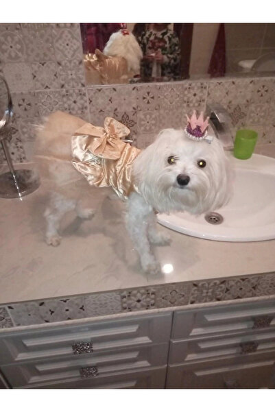 Nonbranded Haină festivă, stil elegant, pentru câini/animale de companie de talie mică, pisici sau alte animale de companie - CHAMPAGNE, XS