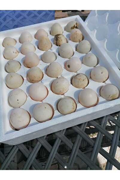 Şengül 30 Adet Kuluçkalık Organik Ördek Yumurtası (ÖZEL KÖPÜK VİYOL ILE GÖNDERİM)