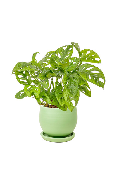 Fidanburada Monstera Adansonii - Monkey Mask - Curvy Mint Yeşili Saksılı