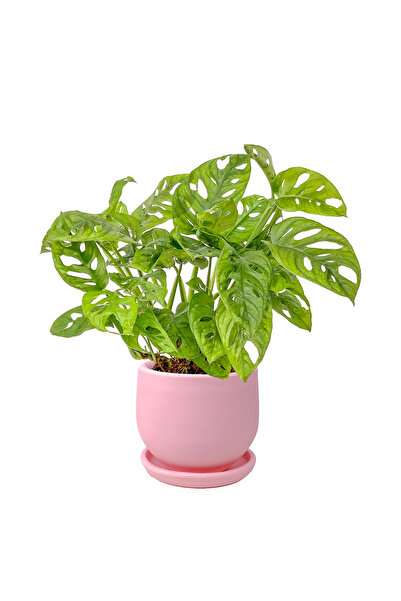 Fidanburada Monstera Adansonii - Monkey Mask - Curvy Pembe Saksılı