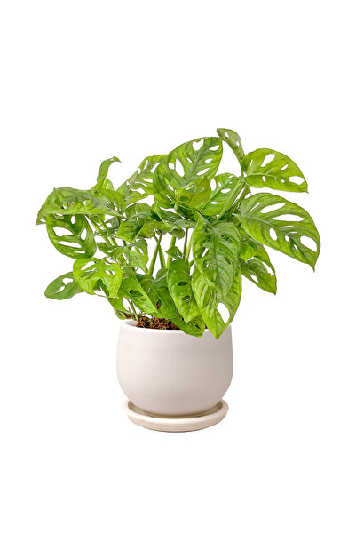Fidanburada Monstera Adansonii - Monkey Mask - Curvy Beyaz Saksılı