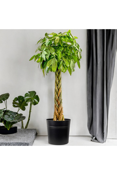 Fidanburada Örgülü Para Ağacı (PACHİRA AQUATİCA) Siyah Metal Saksılı