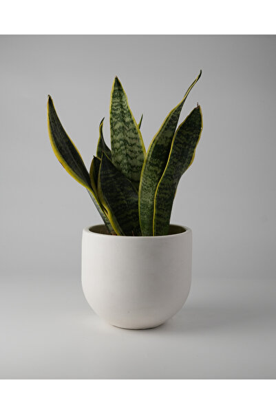 Kaju Creative Dekoratif Beton Saksı - Orta Boy Yuvarlak - Beyaz - 15x14cm 2L