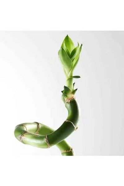 co arma Natural Bamboo Plant, 45 cm
