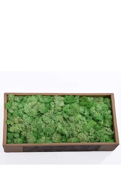 co arma Algae grass provides you with year-round greenery, suitable for pools and gardens.