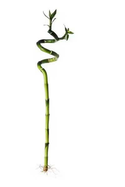 co arma Natural Bamboo Plant, 45 cm