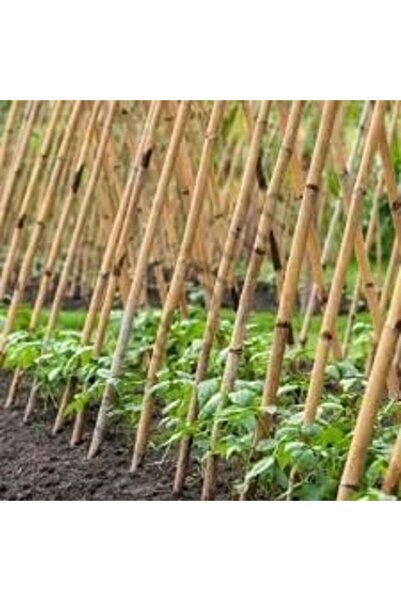 POLYBOTUM Bambu Bitki Destek Çubuğu 100 cm 10'lu | Saksı, Bahçe, Sarmaşık ve Çiçekler İçin Doğal Destek