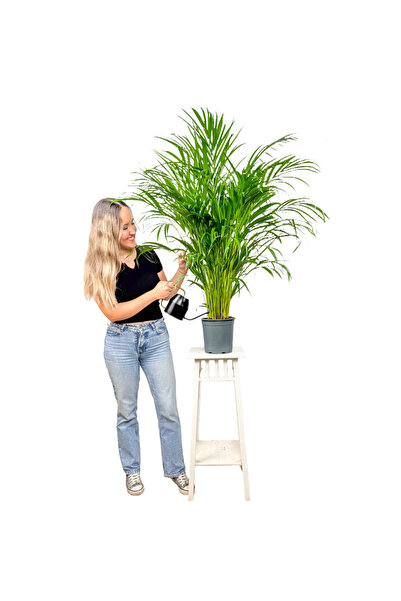 Fidanburada Areka Palmiyesi (Dypsis Lutescens) 100cm