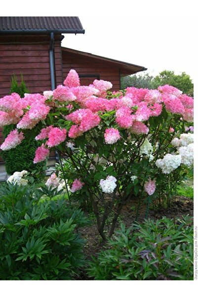 doğaşık Ortanca Panikulata Fidanı Güneşe ve Soğuğa Dayanıklı 1-2 Yaş