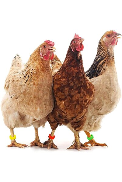 OEM Set of 100 bird rings, Universal, Plastic, 8mm, Multicolor