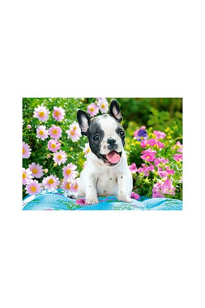 Castorland Puzzle 500 pieces Castorland - French Bulldog