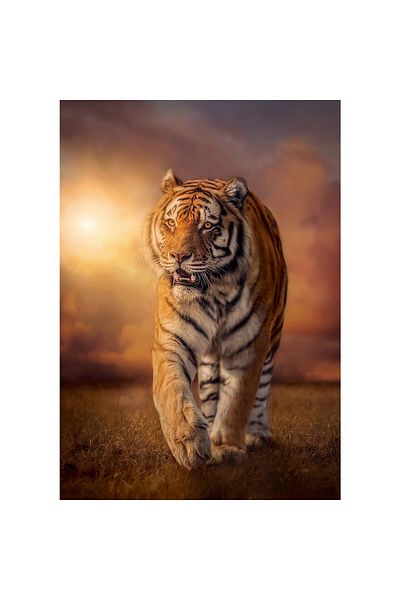 CLEMENTONI Clementoni Puzzle - Tiger, 1500 pieces