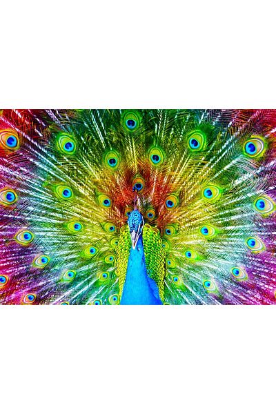 Enjoy Puzzle 1000 pieces Enjoy - Colorful Peacock