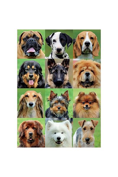 EDUCA Educa Puzzle - Dog collage, 500 pieces