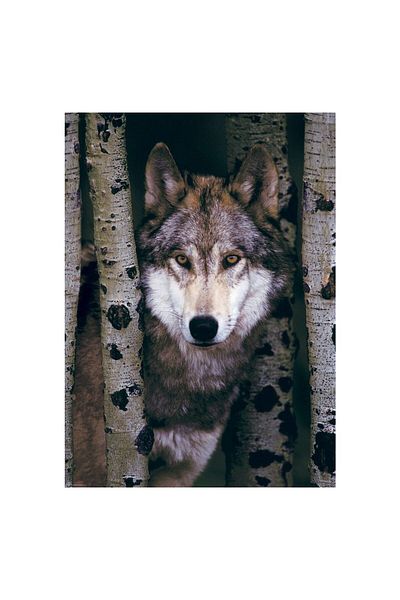 Eurographics Eurographics Puzzle - Gray Wolf, 1000 pieces