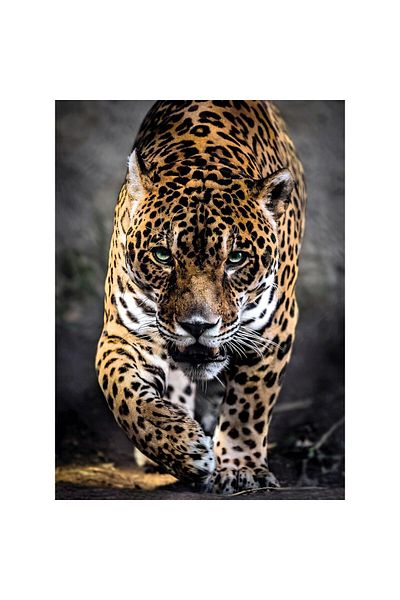 CLEMENTONI Clementoni Puzzle - Jaguar, 1000 pieces