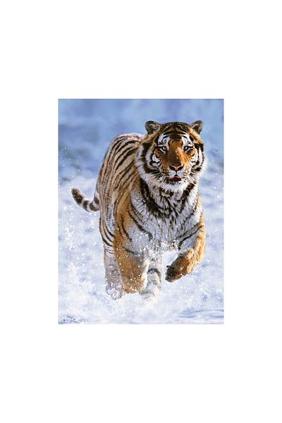 RAVENSBURGER 500 Piece Puzzle for Tiger and Snow - Rpo 144754