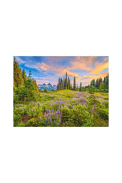 Castorland Puzzle 2000 pieces Castorland - Blossoms of Morning