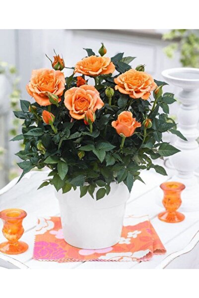 Nura Botanik Canlı, Saksılı Dekoratif Turuncu Bodur Gül (salon Gülü)-ev, Ofis,iç Mekan